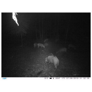 Hunting Camera PNI Hunting 350C 12MP with 3G Internet, SMS, send photo on the move on the phone, email, FTP, full HD 1080P, Night Vision, 58 invisible LEDs for animals - Image 9