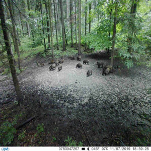 Hunting Camera PNI Hunting 350C 12MP with 3G Internet, SMS, send photo on the move on the phone, email, FTP, full HD 1080P, Night Vision, 58 invisible LEDs for animals - Image 10
