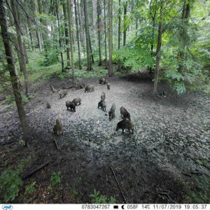 Hunting Camera PNI Hunting 350C 12MP with 3G Internet, SMS, send photo on the move on the phone, email, FTP, full HD 1080P, Night Vision, 58 invisible LEDs for animals - Image 11