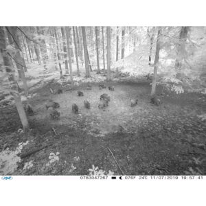 Hunting Camera PNI Hunting 350C 12MP with 3G Internet, SMS, send photo on the move on the phone, email, FTP, full HD 1080P, Night Vision, 58 invisible LEDs for animals - Image 12