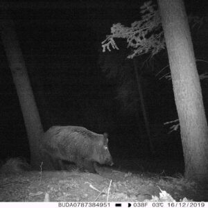 Medžioklės kamera PNI Hunting 400C 12MP su 4G LTE internetu, GPS, vaizdo ir nuotraukų siuntimu į telefoną, 4 el. pašto adresus, FTP, Full HD 1080P, naktiniu matymu, 57 nematomais šviesos diodais gyvūnams - Image 20