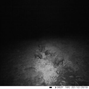 Medžioklės kamera PNI Hunting 400C 12MP su 4G LTE internetu, GPS, vaizdo ir nuotraukų siuntimu į telefoną, 4 el. pašto adresus, FTP, Full HD 1080P, naktiniu matymu, 57 nematomais šviesos diodais gyvūnams - Image 22