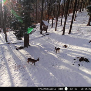 PNI Hunting 400C PRO 24MP medžioklės kamera su 4G LTE internetu, GPS, vienu metu perduoda vaizdo įrašus ir nuotraukas į telefoną, 4 el. pašto adresus, FTP, Full HD 1080P, naktinis matymas, 59 nematomi šviesos diodai gyvūnams - Image 23