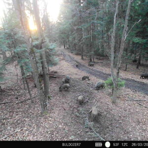 PNI Hunting 400C PRO 24MP medžioklės kamera su 4G LTE internetu, GPS, vienu metu perduoda vaizdo įrašus ir nuotraukas į telefoną, 4 el. pašto adresus, FTP, Full HD 1080P, naktinis matymas, 59 nematomi šviesos diodai gyvūnams - Image 27