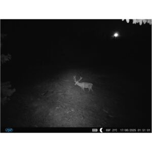 PNI Hunting 400C PRO 24MP medžioklės kamera su 4G LTE internetu, GPS, vienu metu perduoda vaizdo įrašus ir nuotraukas į telefoną, 4 el. pašto adresus, FTP, Full HD 1080P, naktinis matymas, 59 nematomi šviesos diodai gyvūnams - Image 29