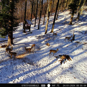 PNI Hunting 400C PRO 24MP medžioklės kameros rinkinys, kurį sudaro dėklas ir apsauginis dirželis - Image 10