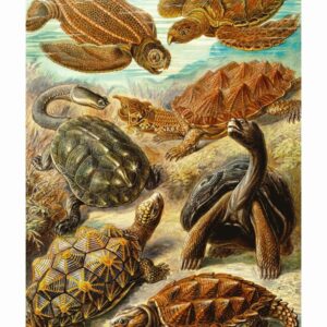 Puzzle Good Loot Imagination - Ernst Haeckel: Jūrinės vėžlės 1000 vnt - Image 2